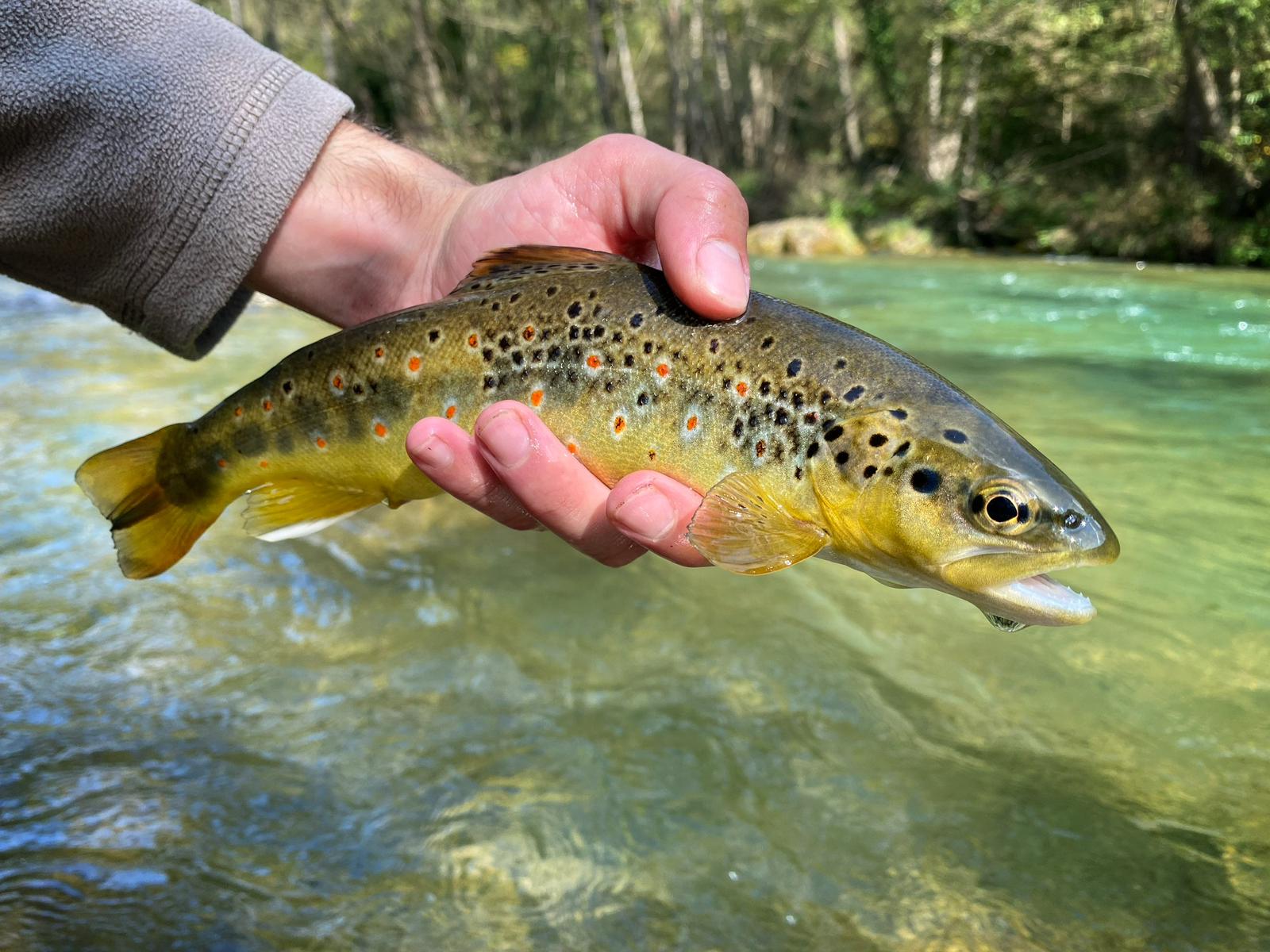 Barcelona fishing experience: Wild Mediterranean trout over 60 cm, caught and released in the picturesque Catalan countryside.