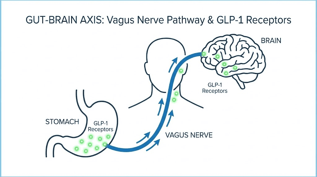 How tirzepatide affects the brain through the gut-brain axis and vagus nerve