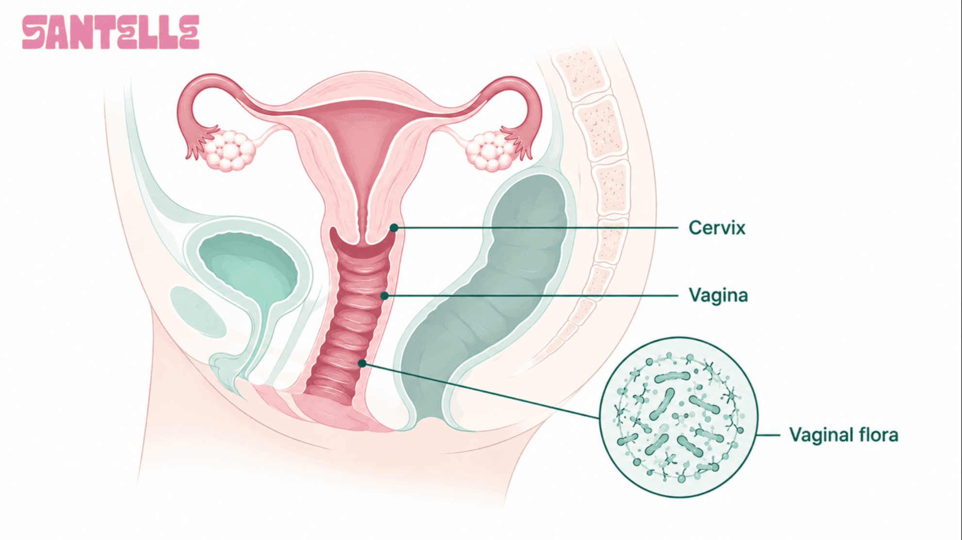 How does a vaginal yeast infection start