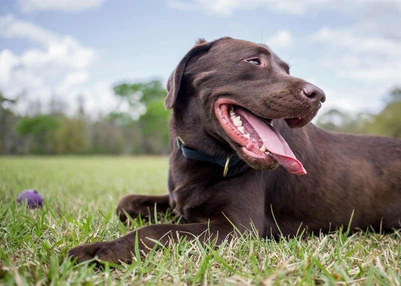 Panting dog outside