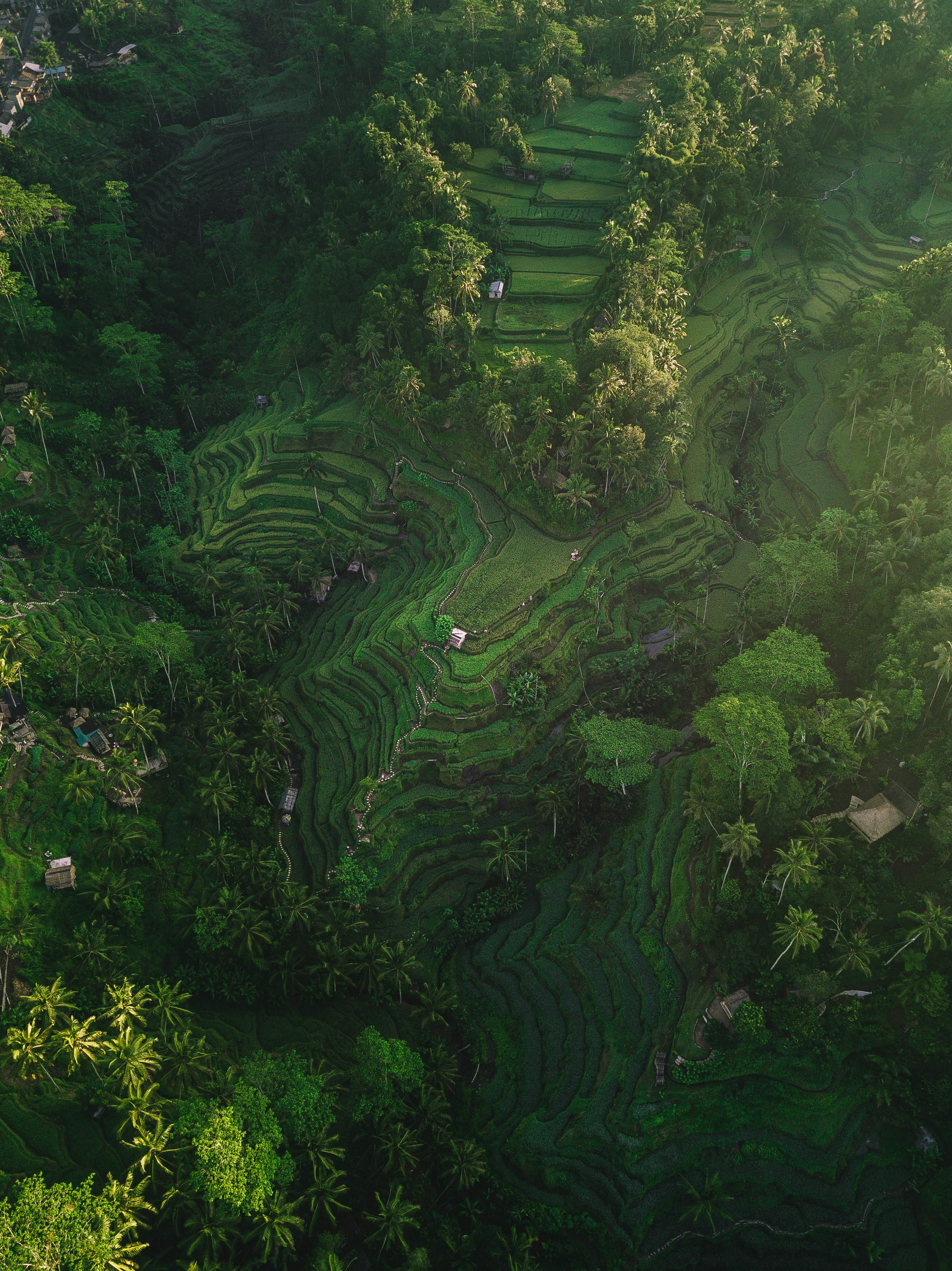 aerial photography of rice terraces during daytime