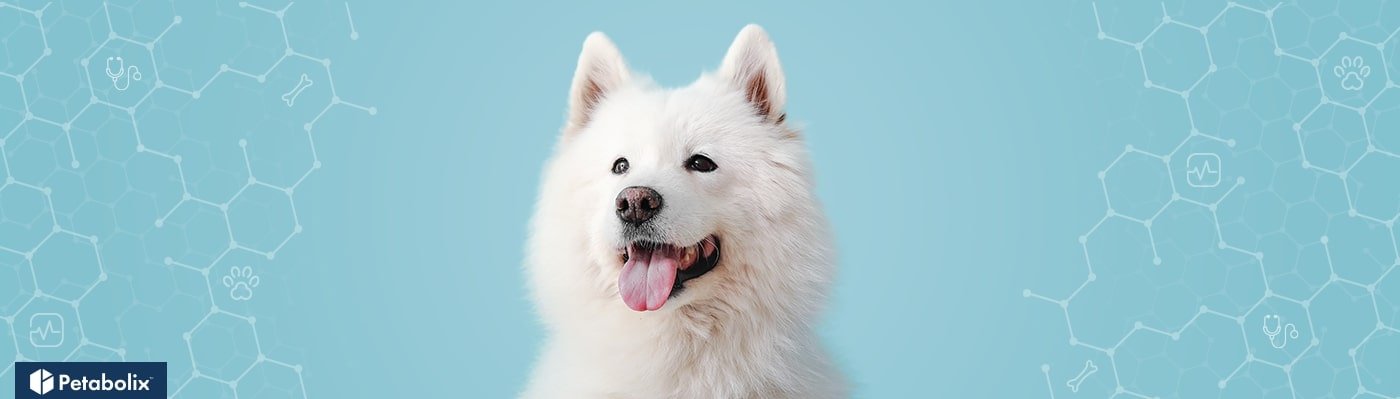 Samoyed image
