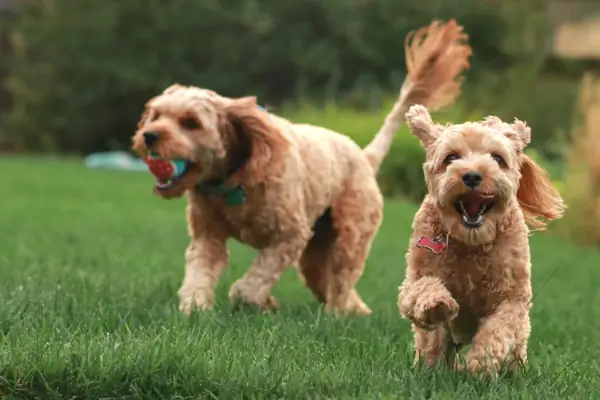 two puppies playing with ball and running towards the camera