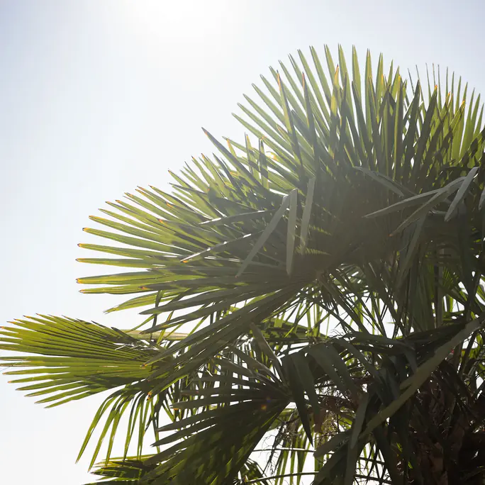 Wedel einer Fächerpalme im Gegenlicht vor hellem Himmel über dem Garten