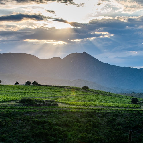 Sunset over a vineyard with rows of grapevines, surrounded by green hills and a mountain range in the background.