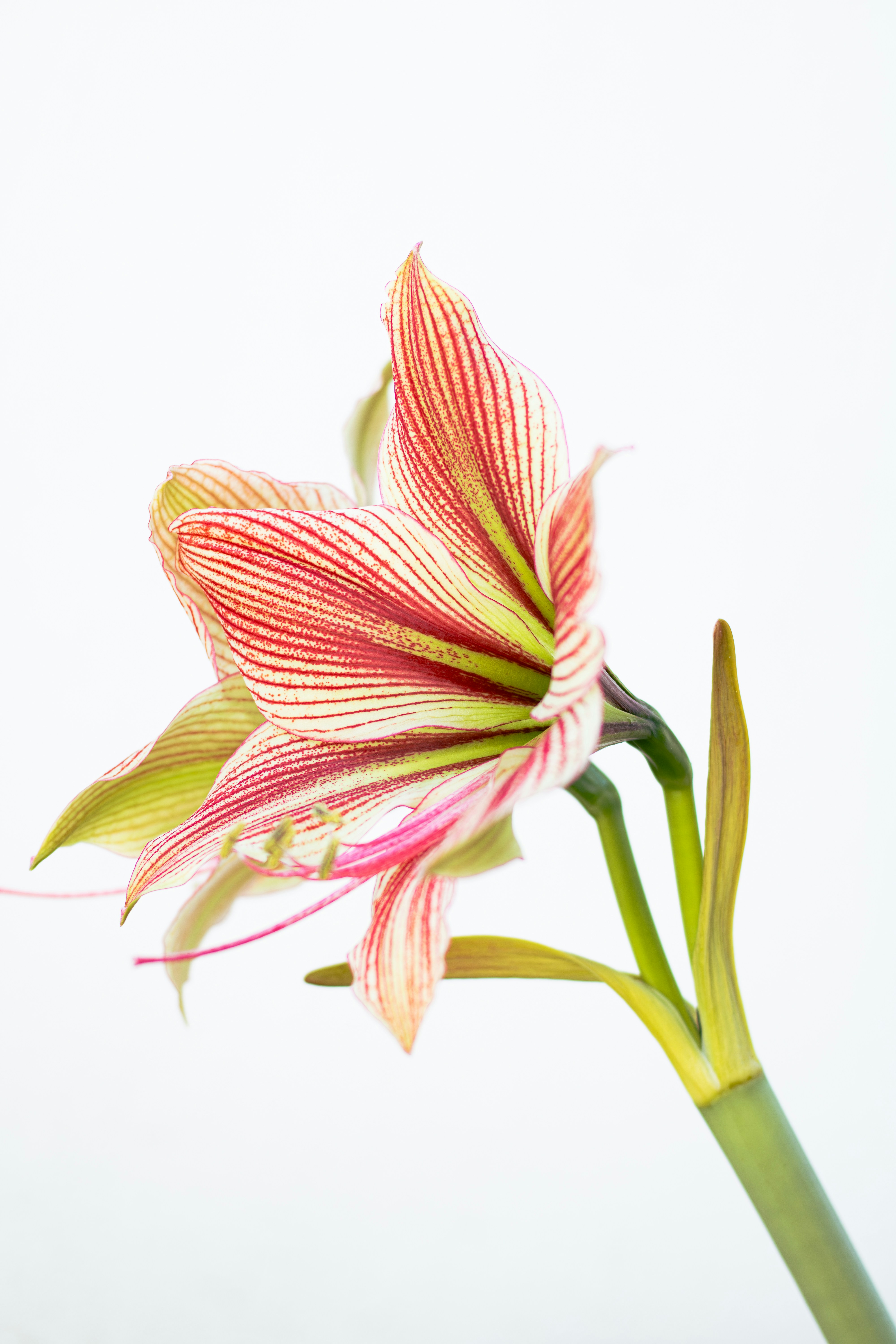 A striped amaryllis flower against a white background