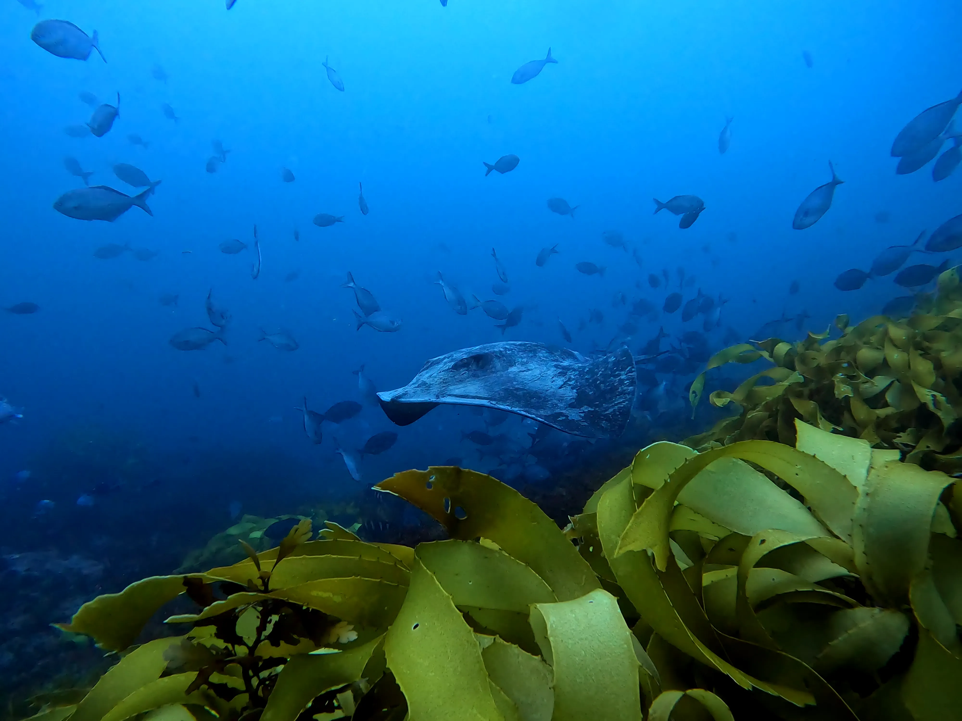 Scuba divers exploring underwater