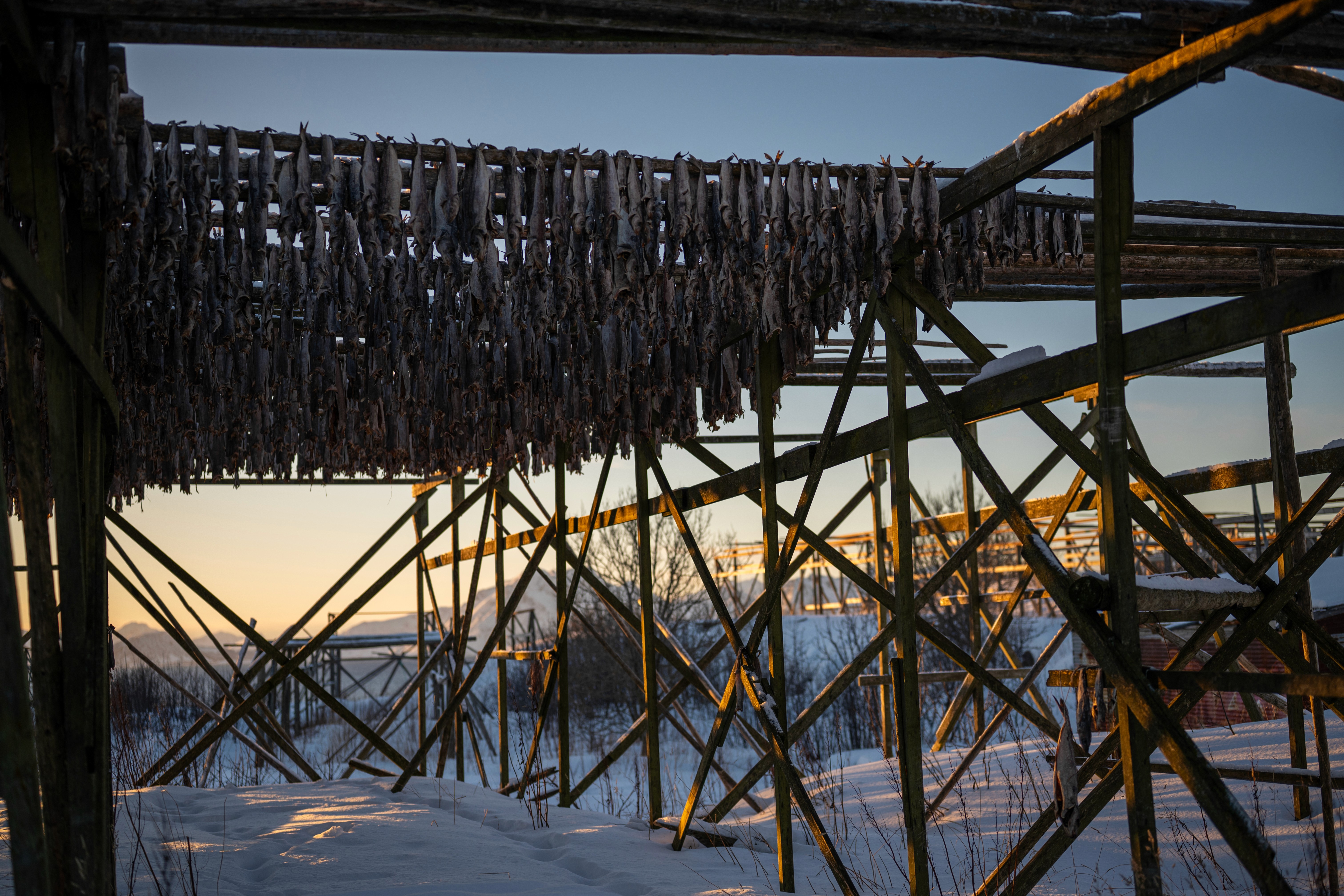 Arctic Coliving Henningsvær Pier Lodge Lofoten