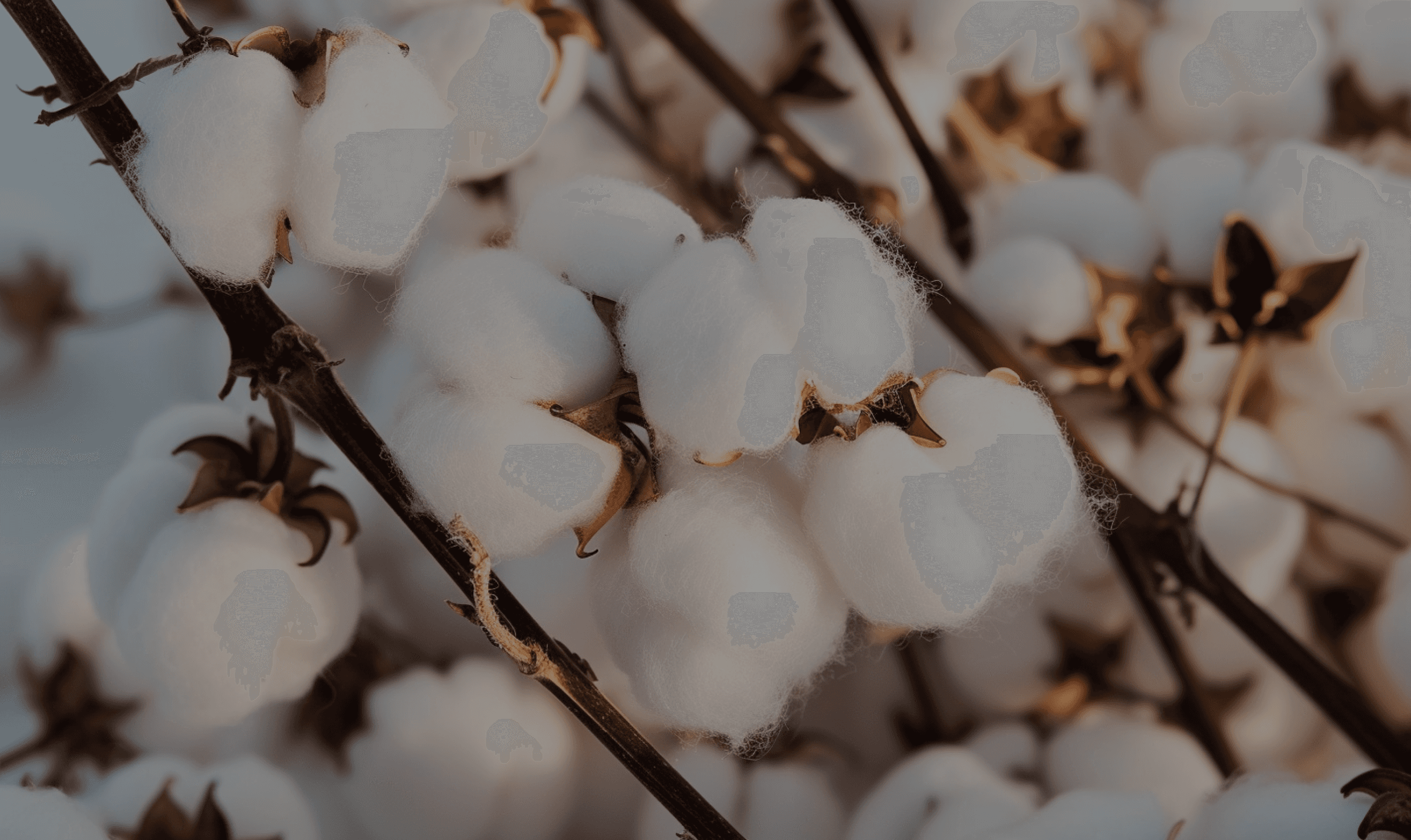 Background image - Cotton plants