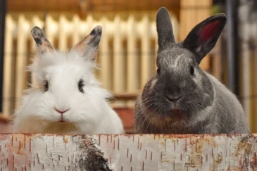 white and black bunnies