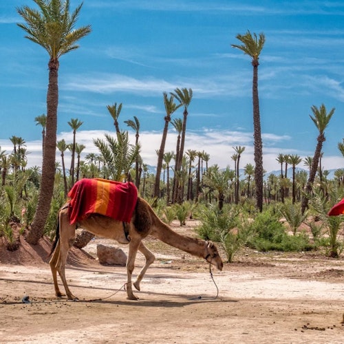 Quad and camel Marrakech
