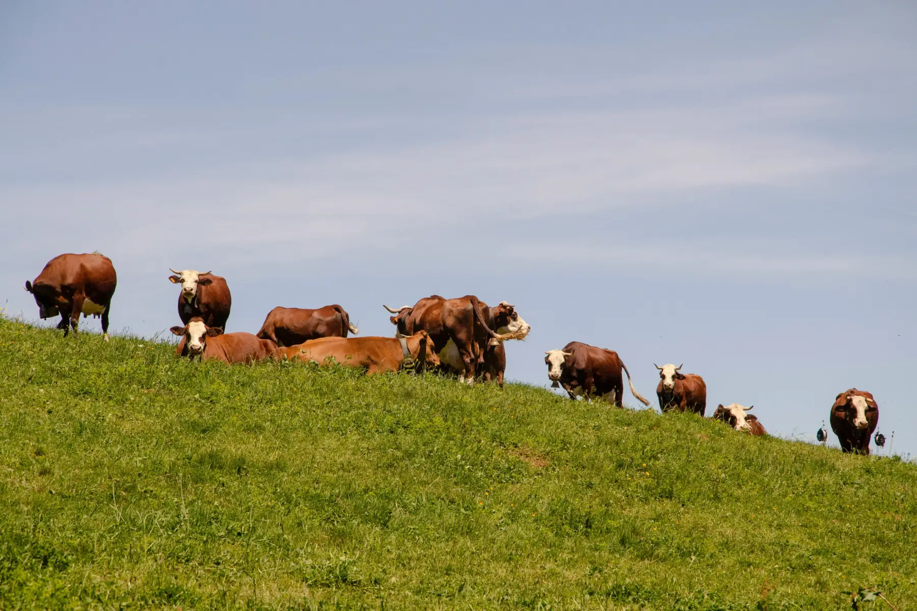Eine Gruppe brBraune und weisse Kühe auf grasbewachsenem Hügel unter klarem blauem Himmel.auner und weißer Kühe grast und ruht sich auf einem grasbewachsenen Hügel unter einem klaren blauen Himmel aus.