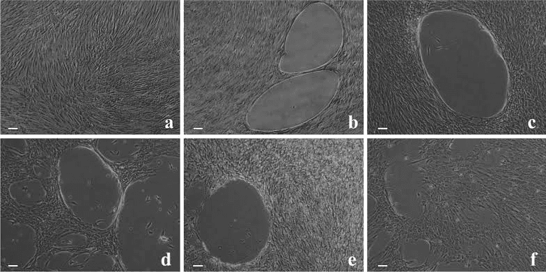 How Molecular Weight Influences Polymer Entanglement