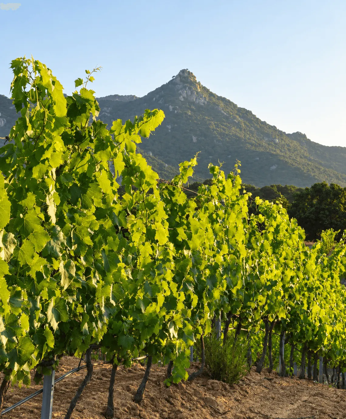 Rangs de vigne au pied d'une montagne en Corse, dans la lumière du matin