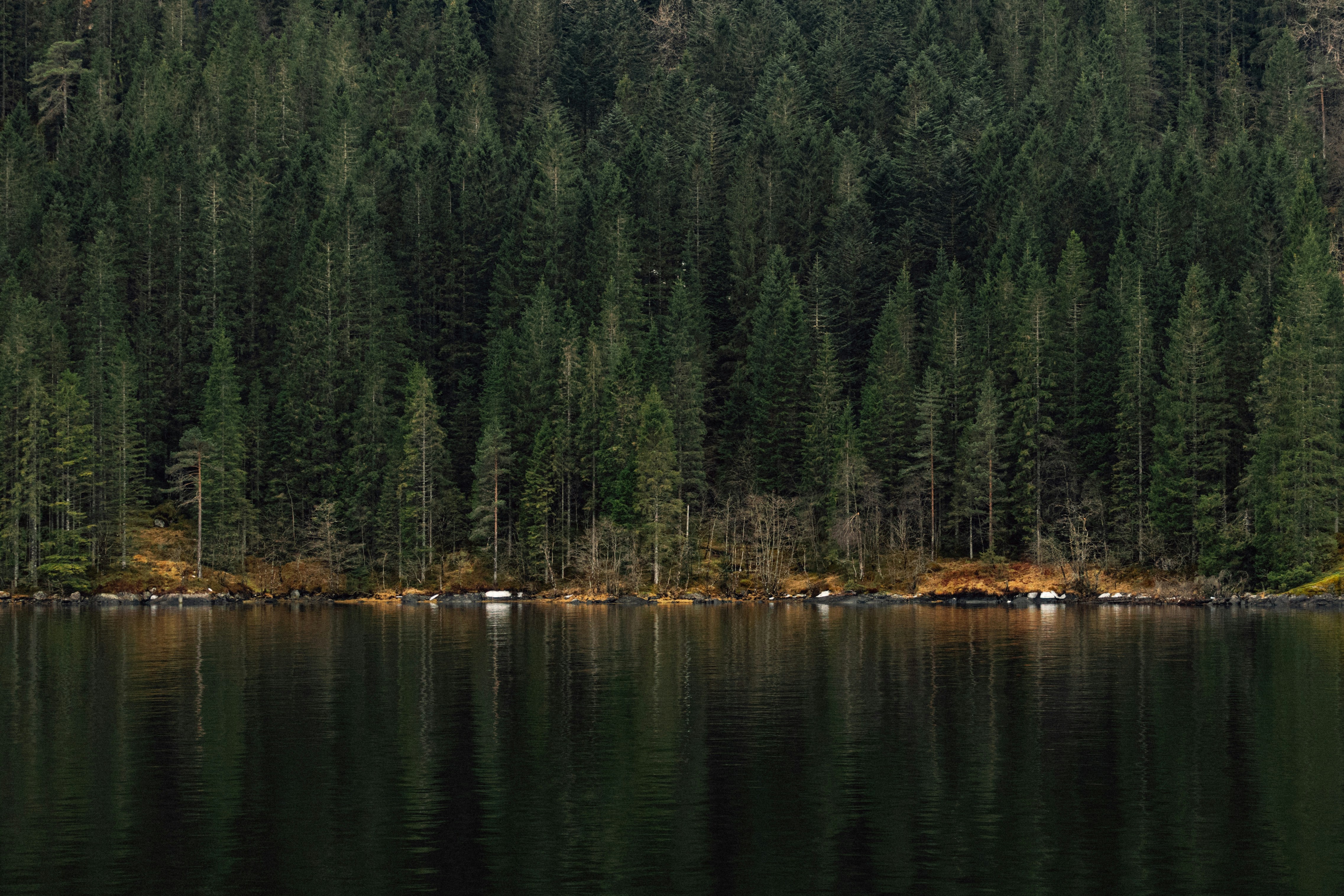 Dense evergreen forest reflected in dark water