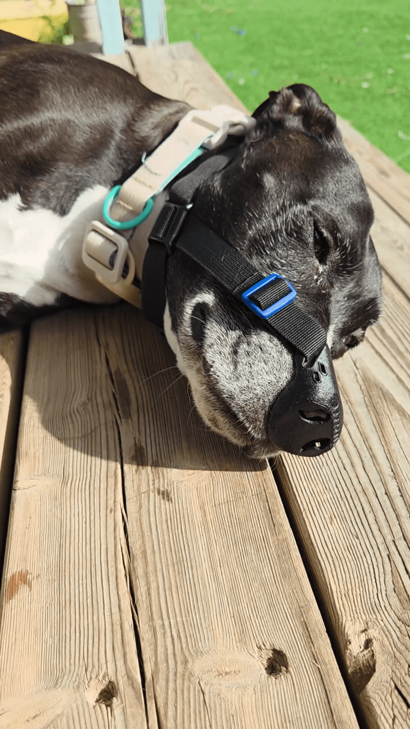 Dog with nose guard DLE