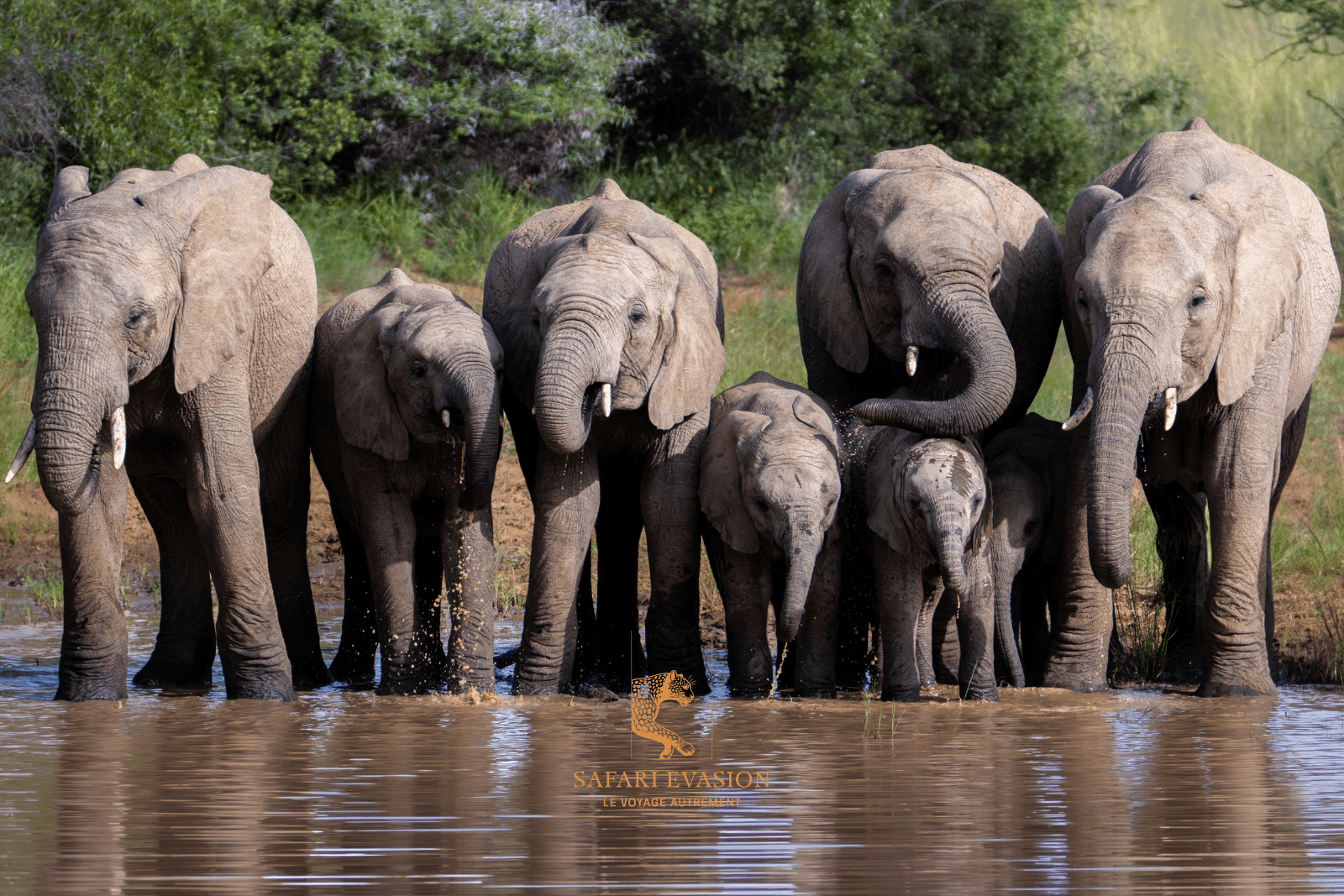 troupeau d'elephant au bord de l'eau