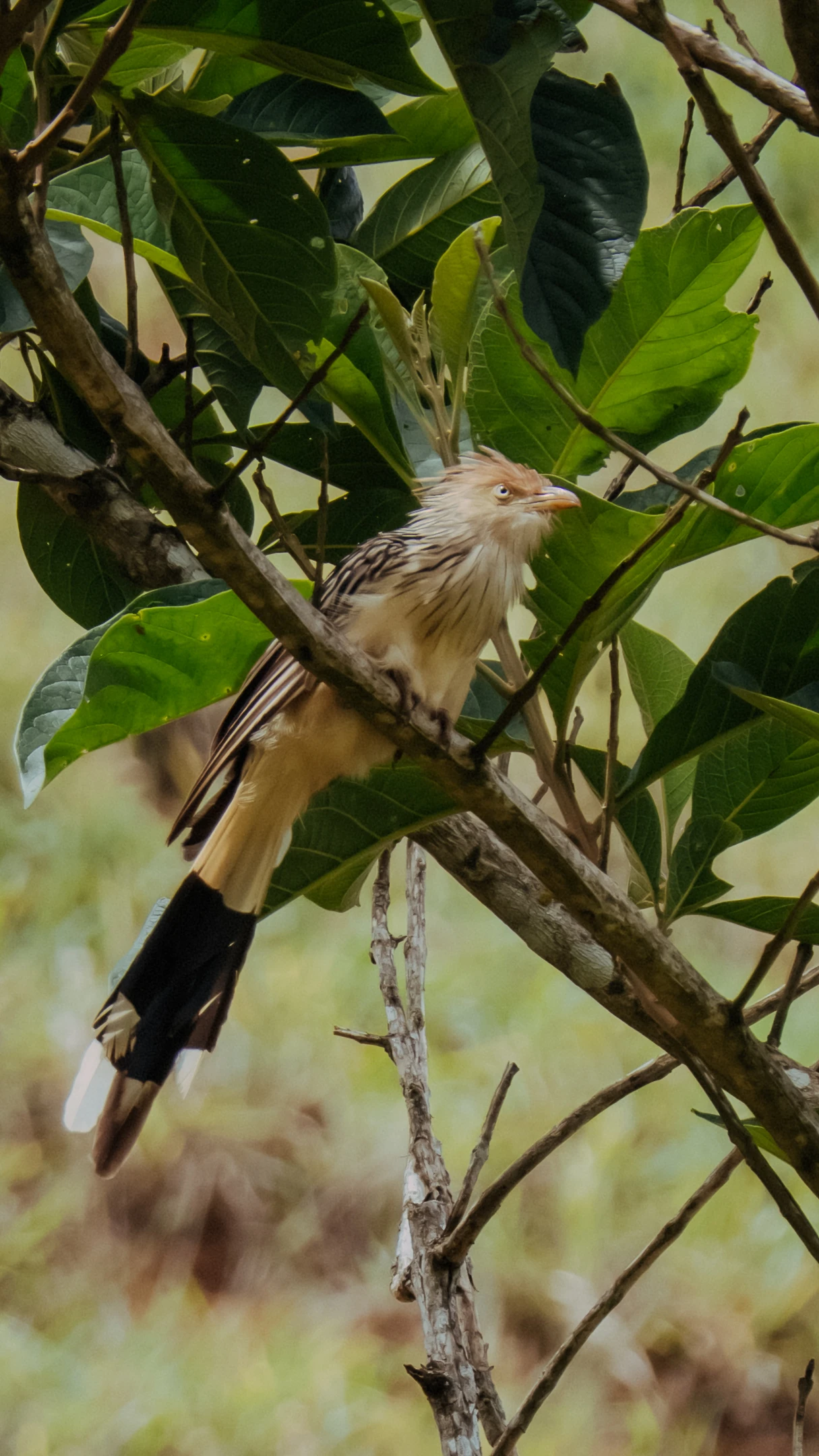 anu-branco in the Mantiqueira Mountains