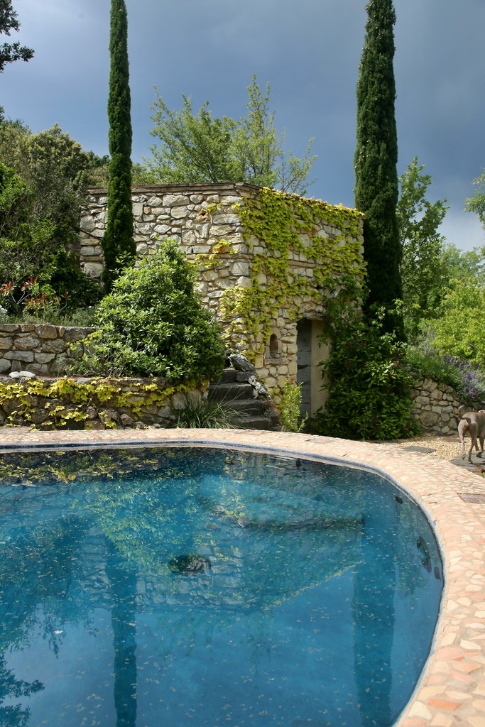 white short coated dog near swimming pool during daytime