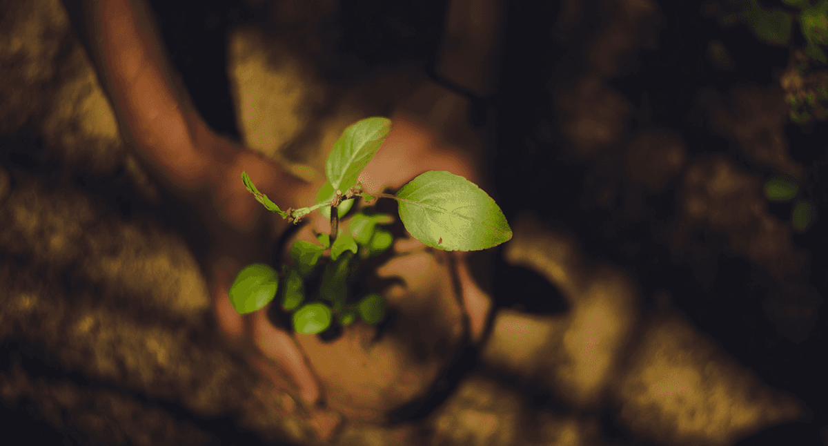 pile of leafed plants