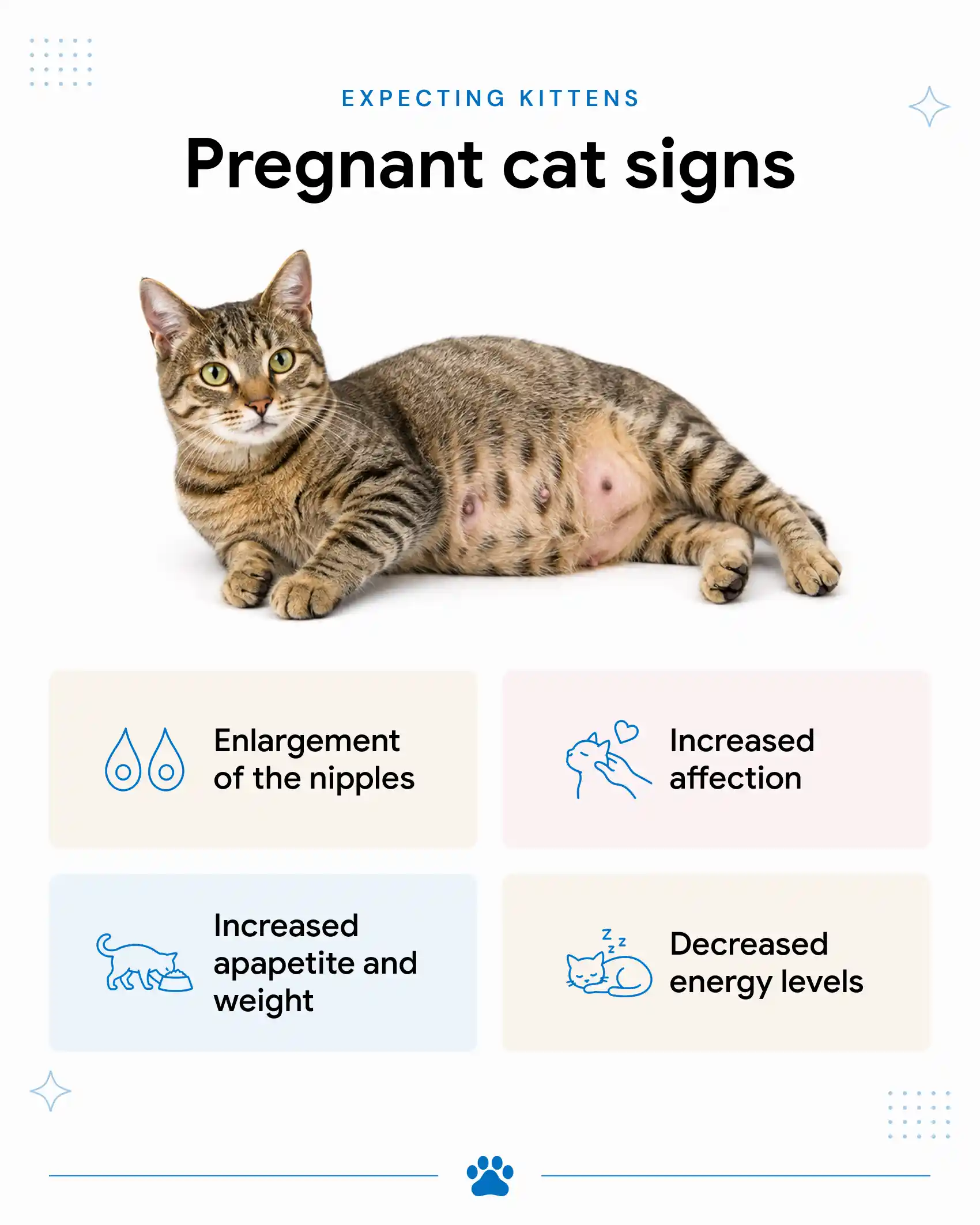 Signs Your Cat Is Pregnant
