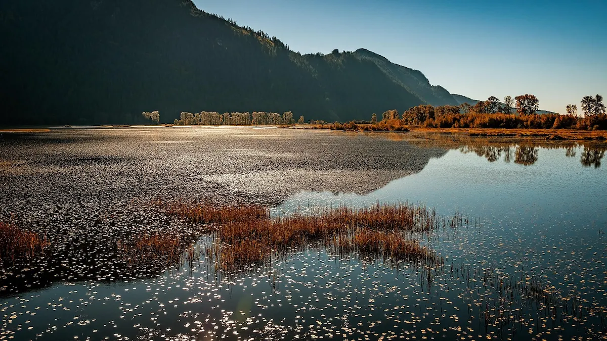 Golden marshland and reflective water at Pitt Meadows, BC, with mountains in the background on a clear fall day.