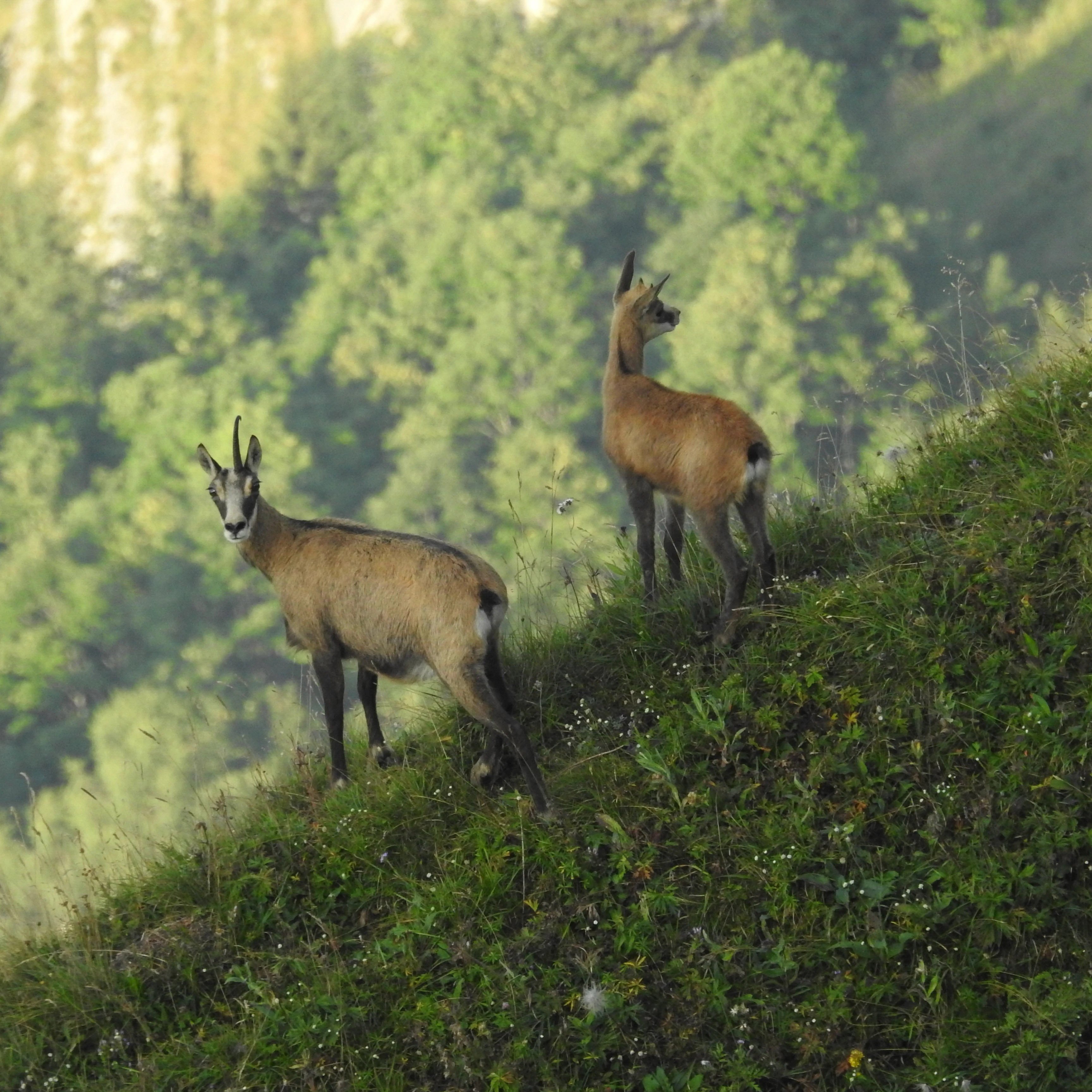 Wild Tiere in den Bergen, in Sachseln, Obwalden, Jägerbild