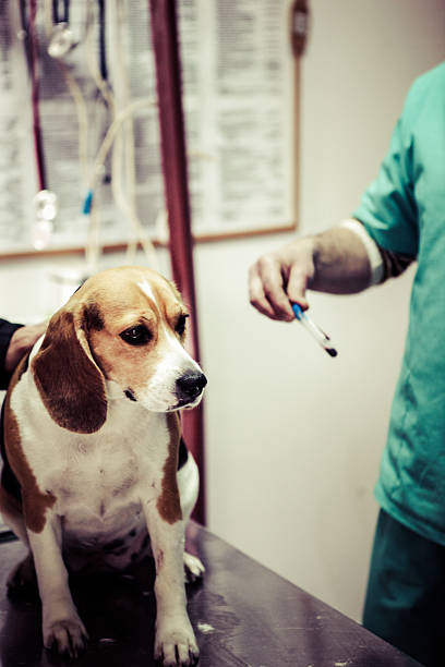 A dog is being prepared and checked for a vet surgery