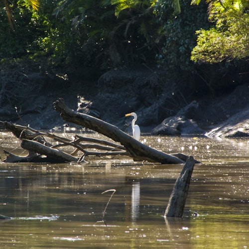 นกกระยางขาวยืนอยู่บนต้นไม้ที่ล้มลงในแม่น้ำที่เงียบสงบและขุ่นล้อมรอบไปด้วยความเขียวขจีและกิ่งก้านที่ยื่นออกมา