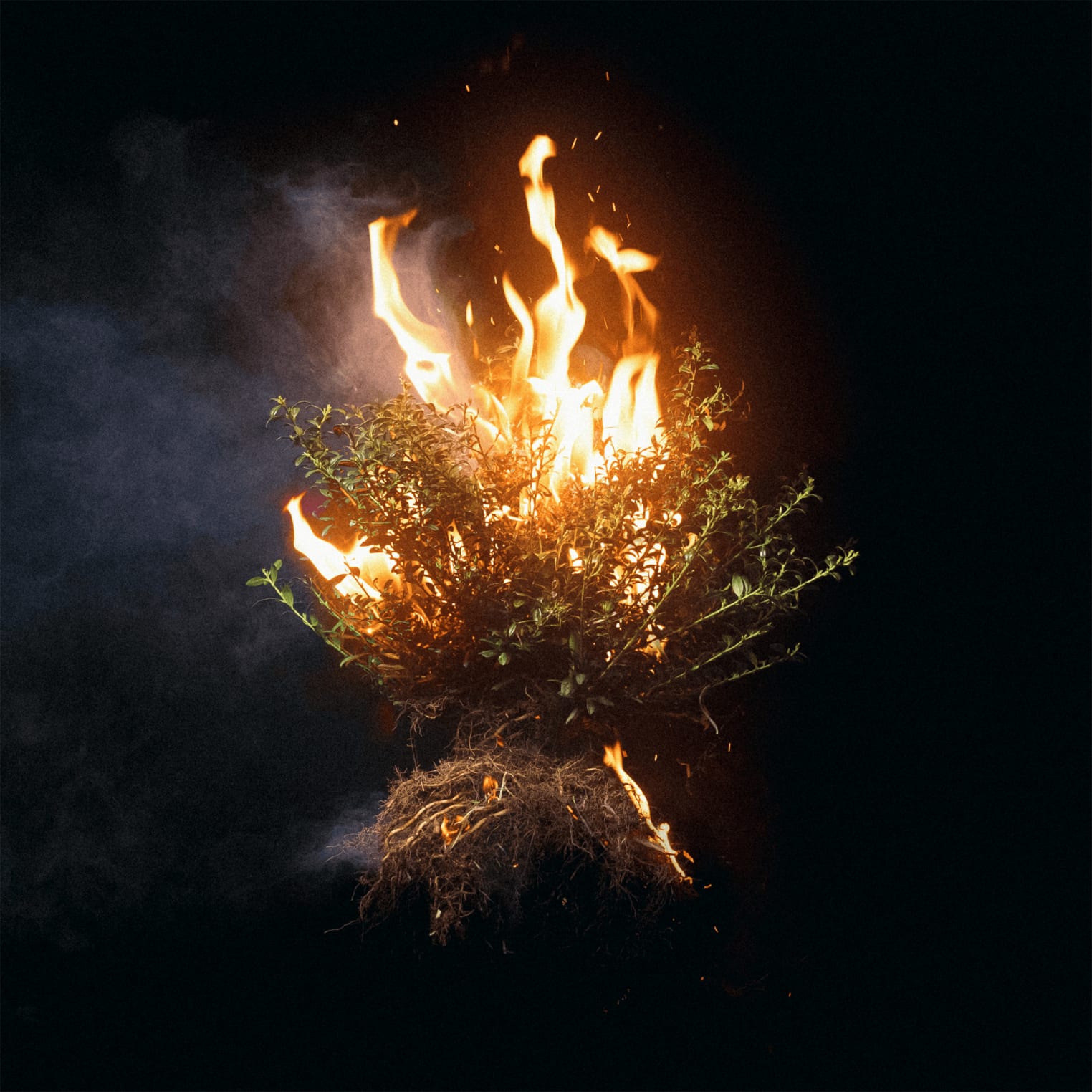 Album artwork for "Trust in God" by Elevation Worship: A plant with roots, suspended midair, burns in bright orange flames against a dark background.