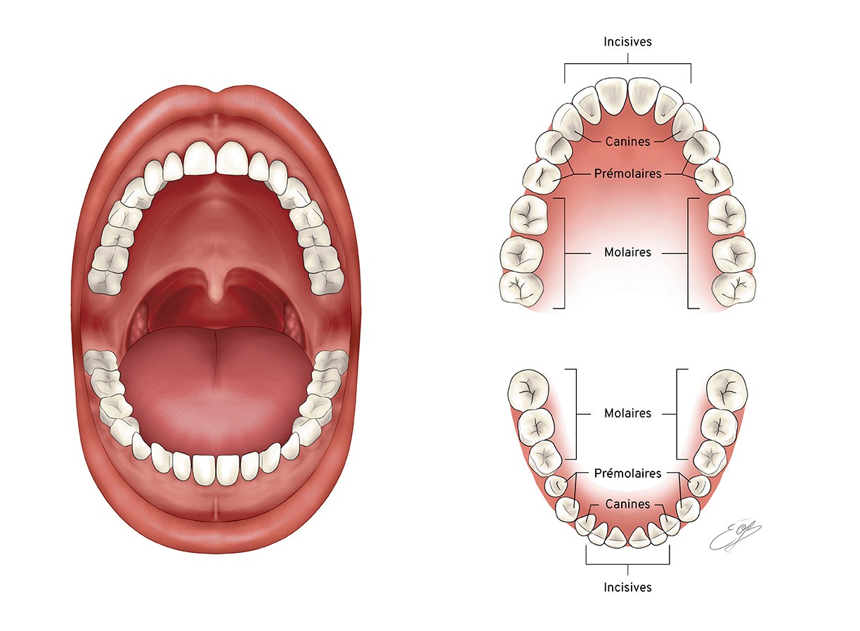 Illustration scientifique de la dentition humaine adulte en couleurs avec annotations des structures identifiées par l'illustratrice scientifique Élodie Ouellet-Belleau.