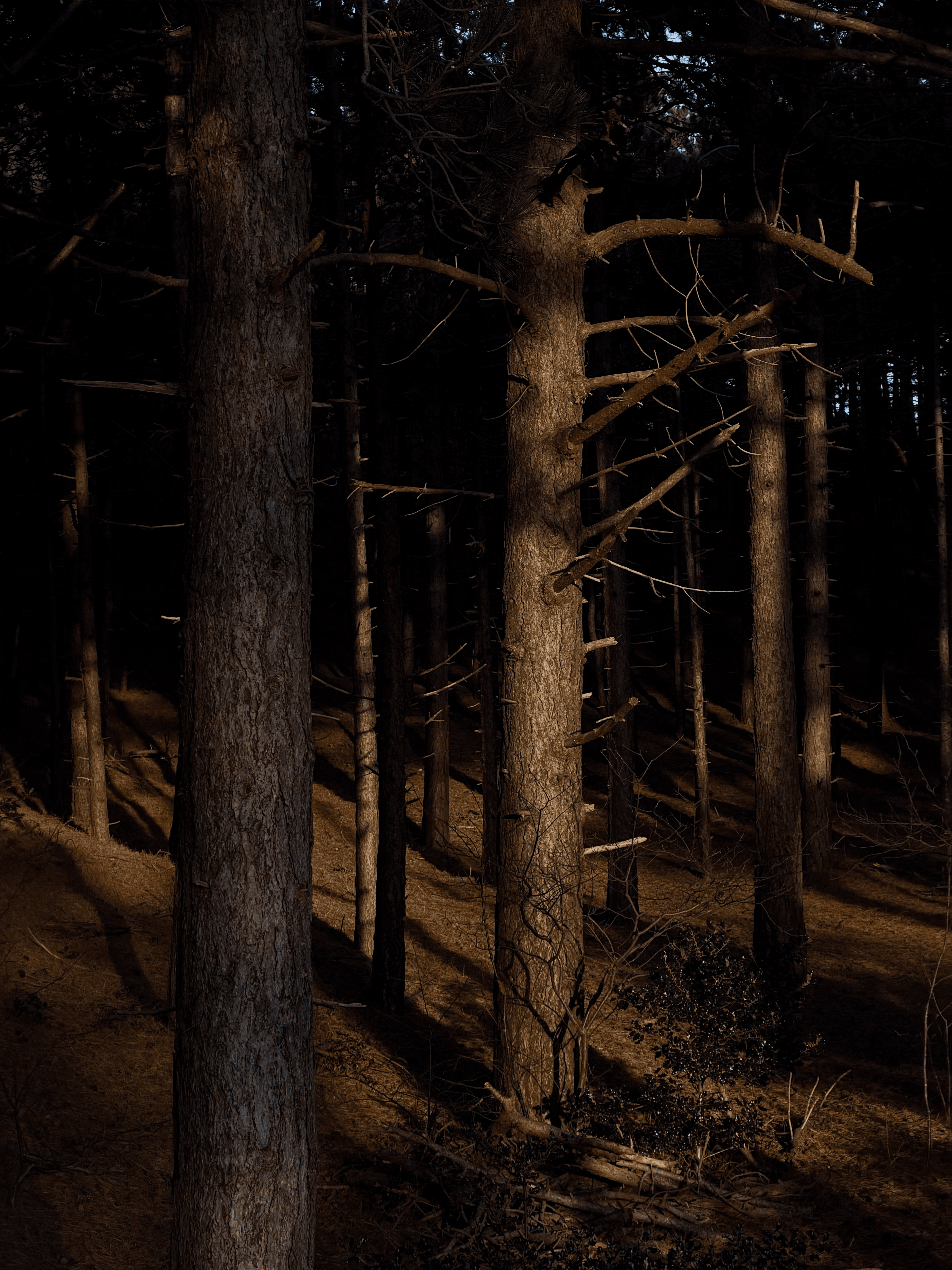 Eva Visser Fotografie Portet Familie Shoot