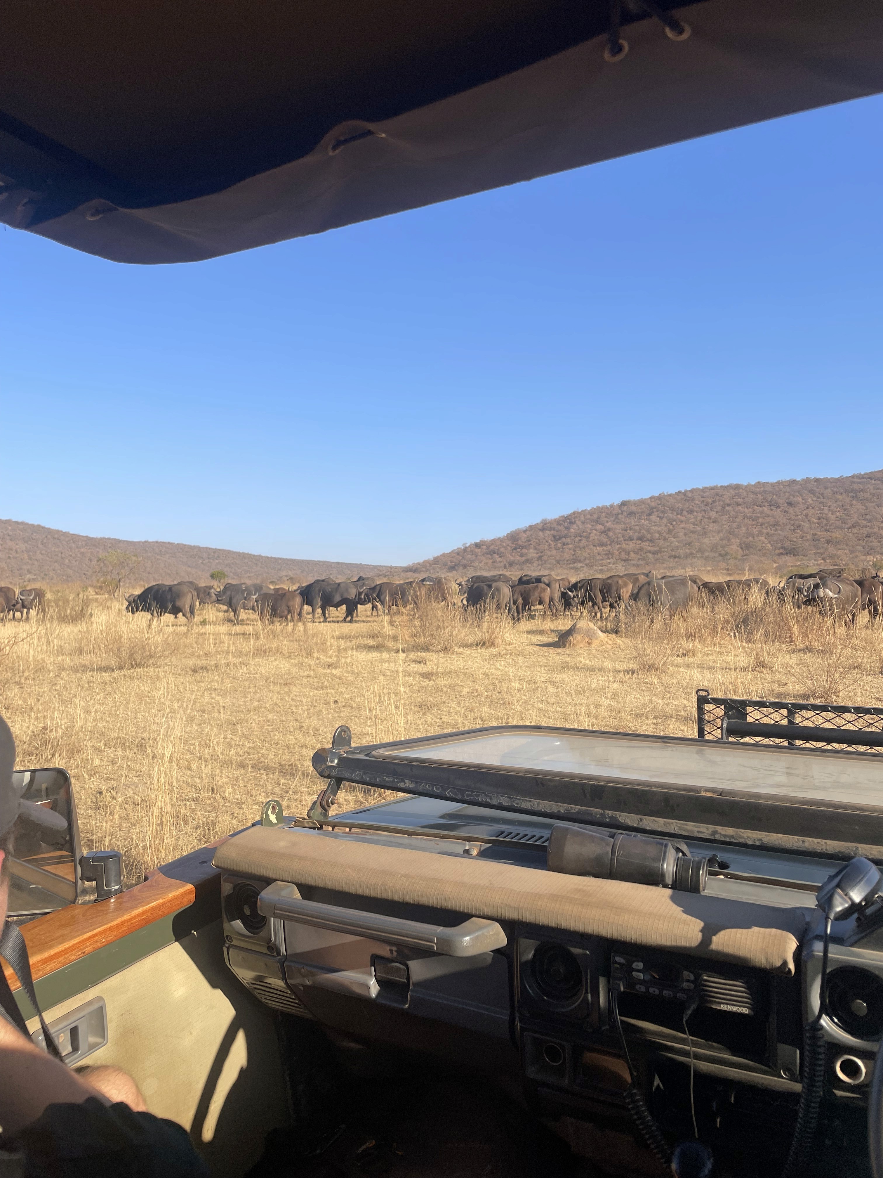 buffles en safari