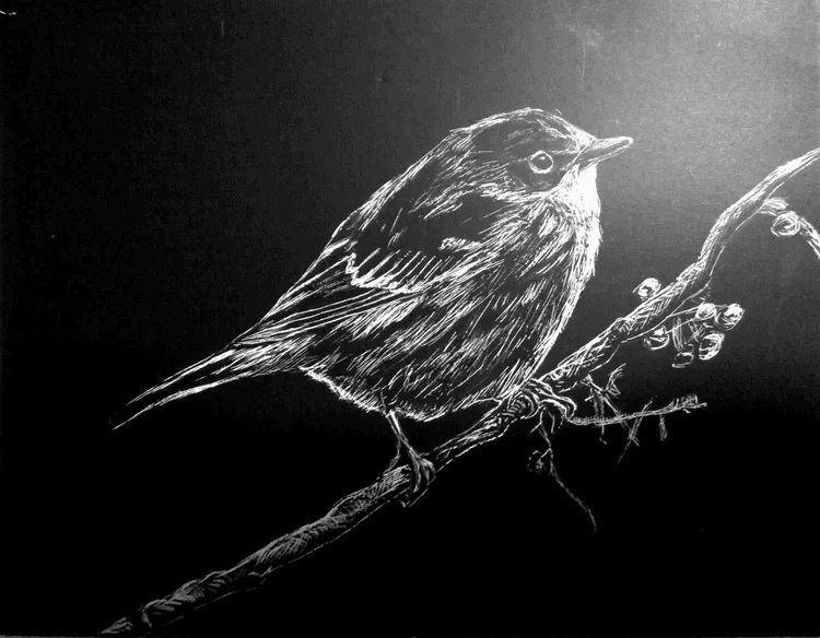 Bird