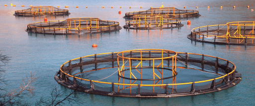 Aquaculture