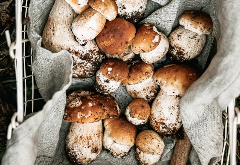 Porcini