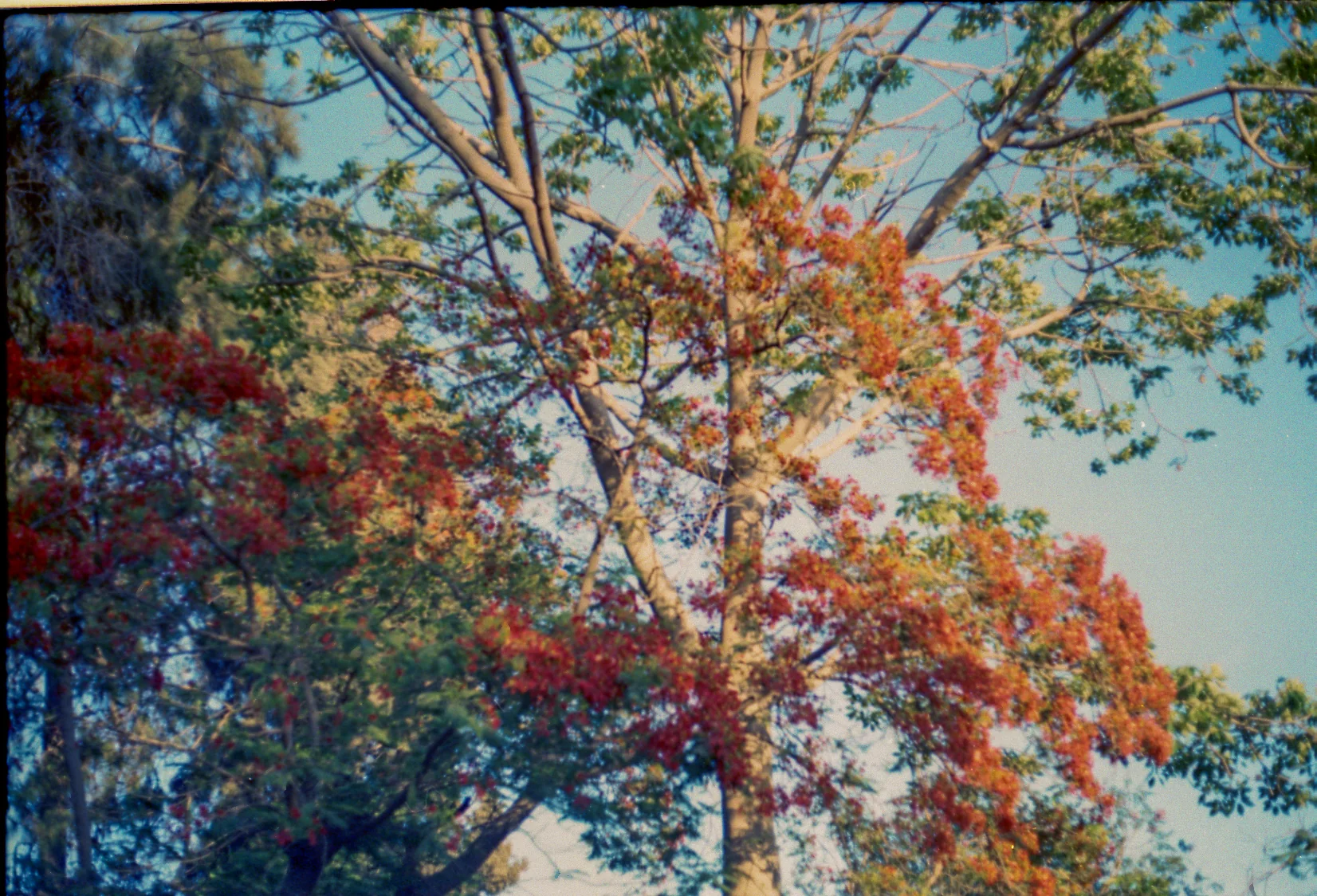 Flame Tree Canopy