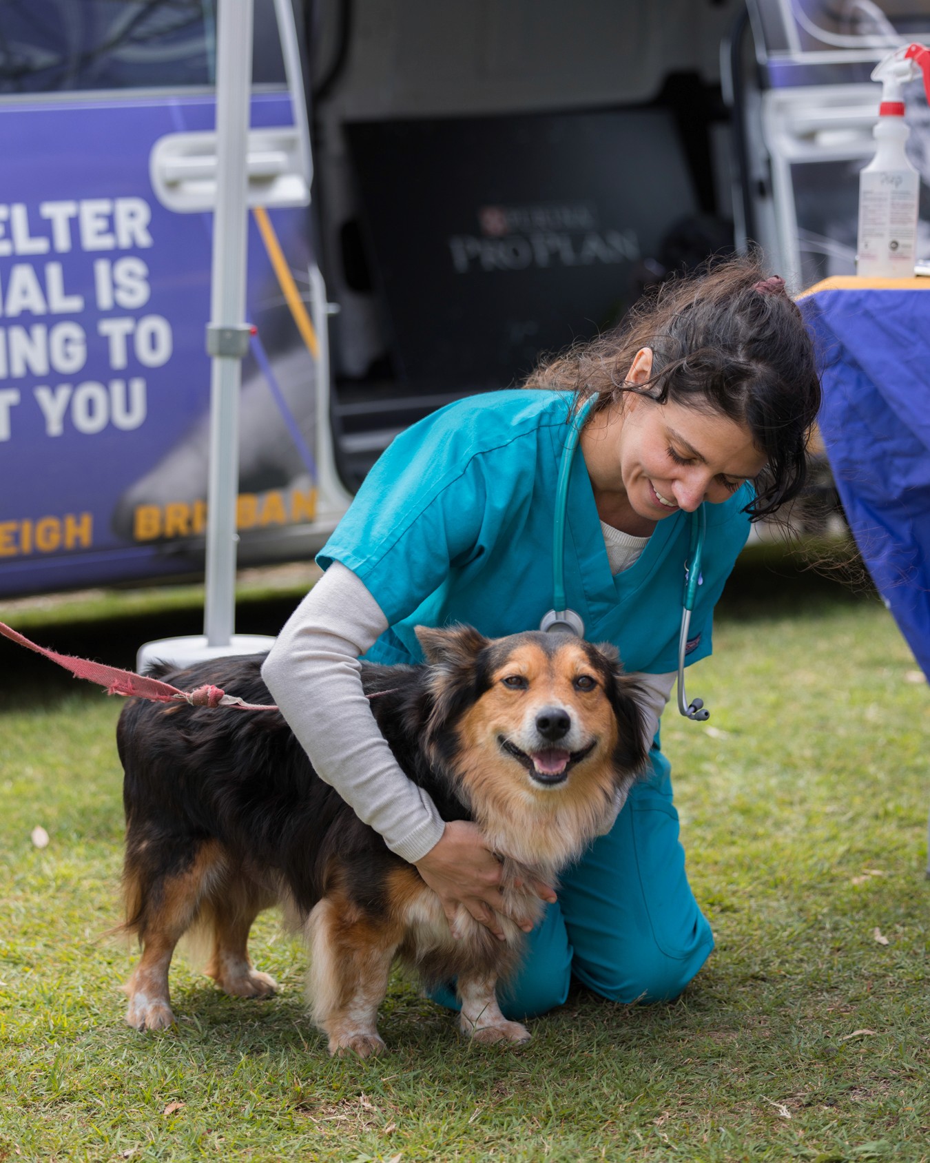 Vet examining corgi cross