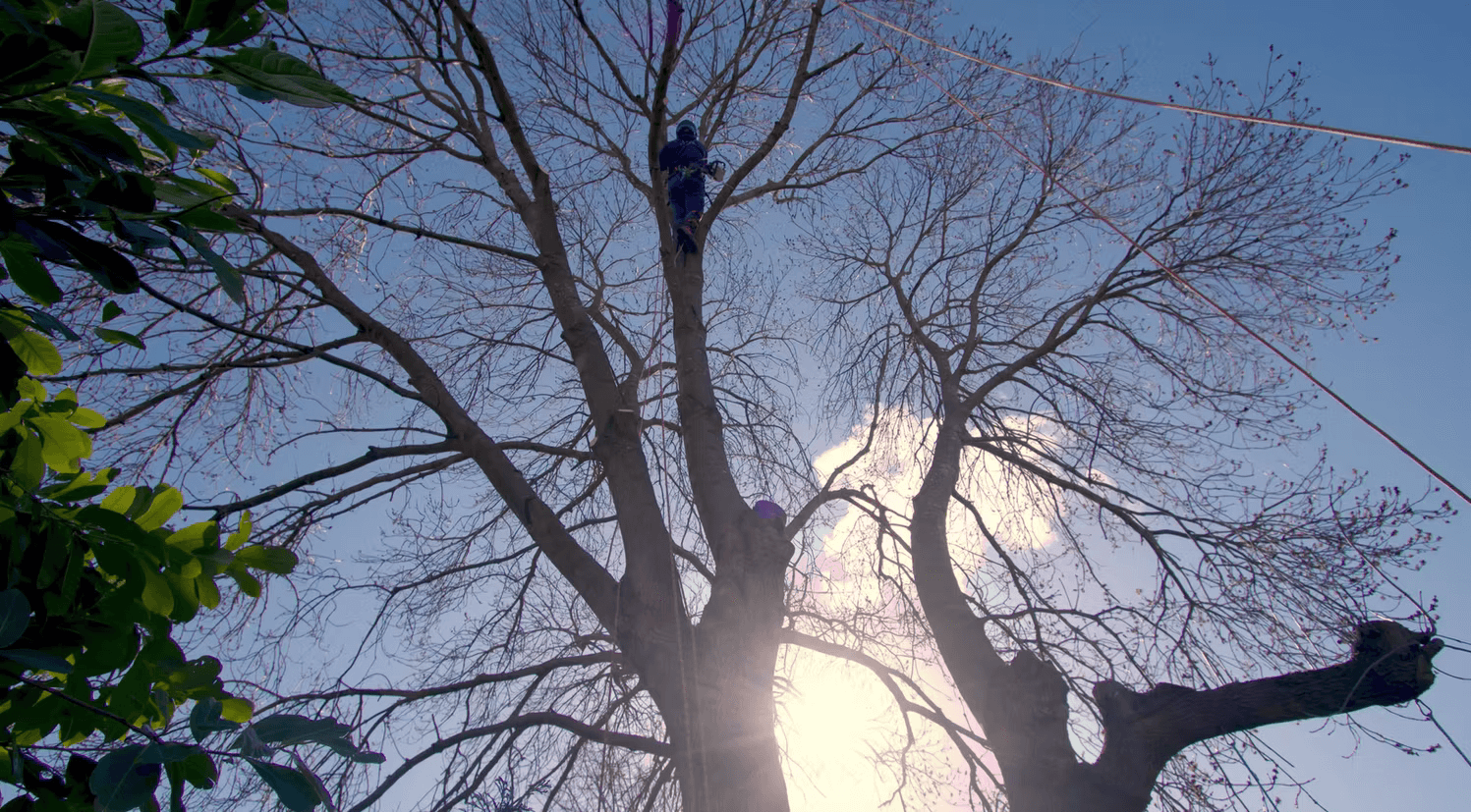 man in red and black shirt climbing on brown tree during daytime