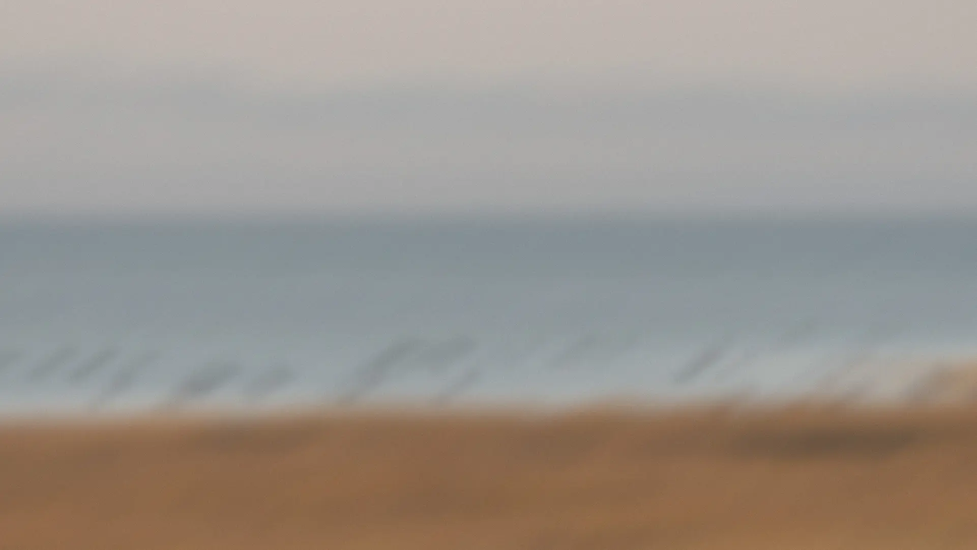 Groupe d’oiseaux flottant sur un plan d’eau calme au coucher du soleil, avec collines en arrière-plan.