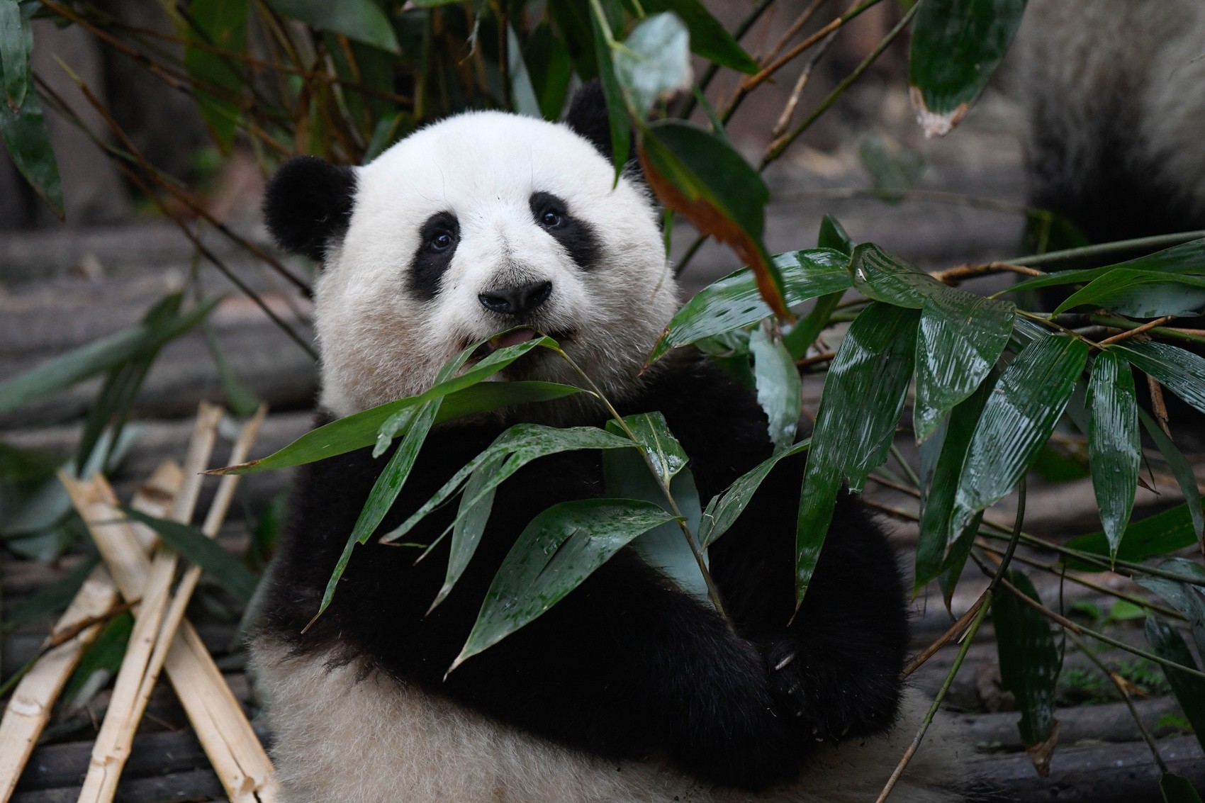 Giant panda eating bamboo early morning at Chengdu Panda Base