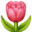 🌷