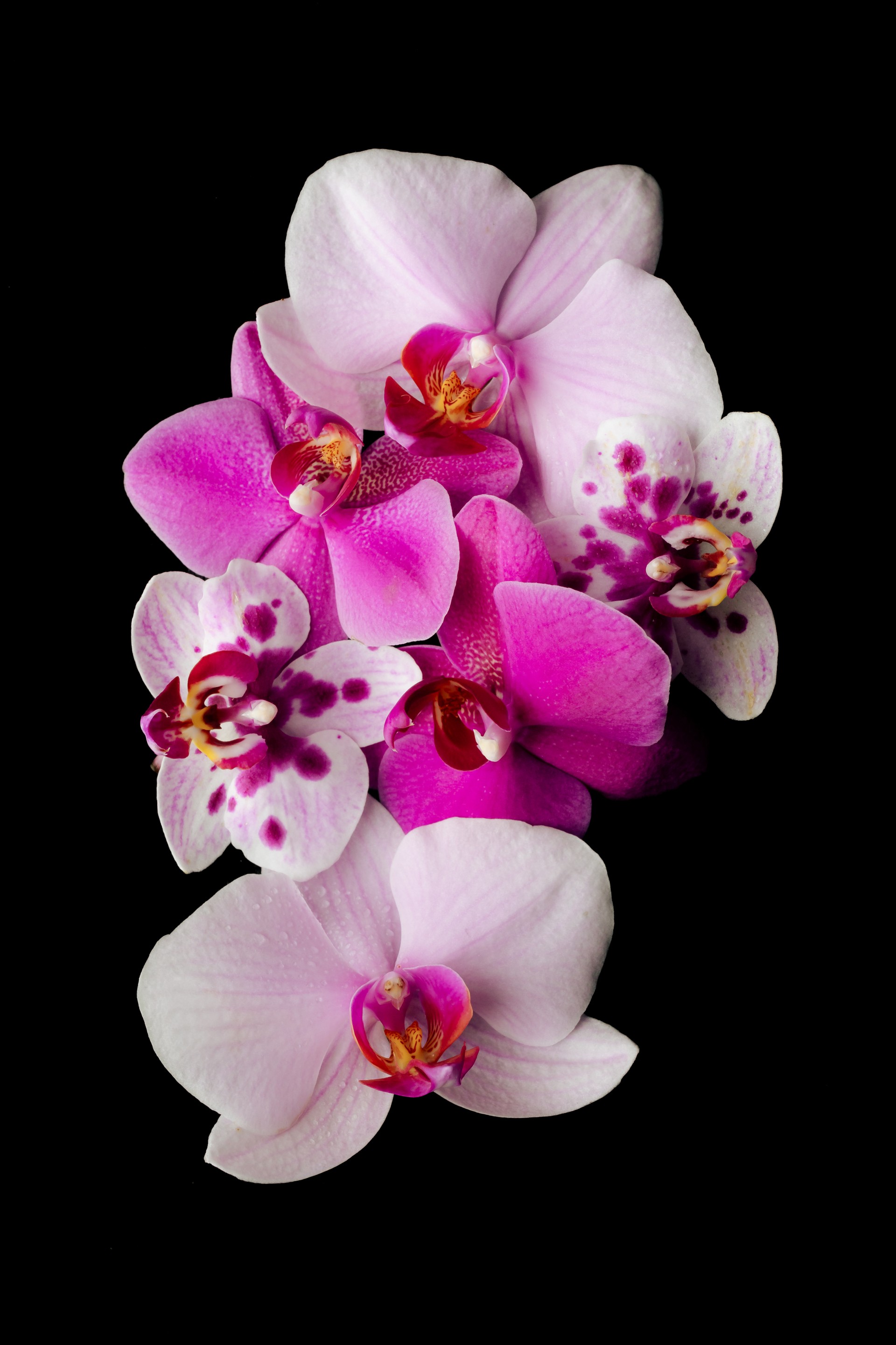 Orchid Flowers