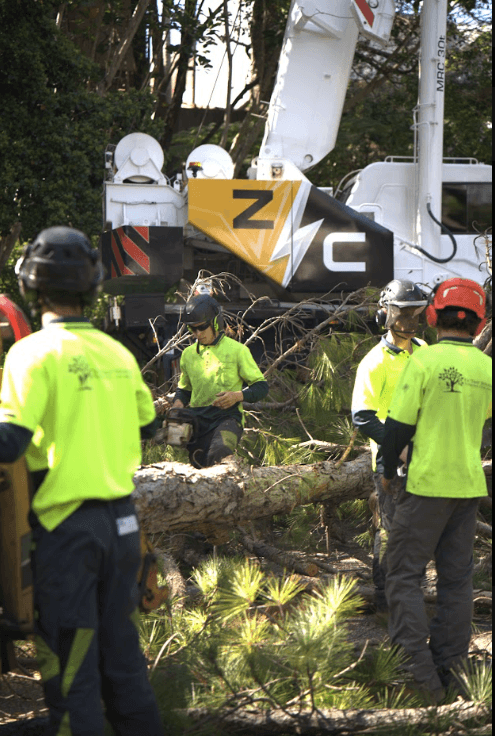 Arborist felling a large tree on a Gold Coast property