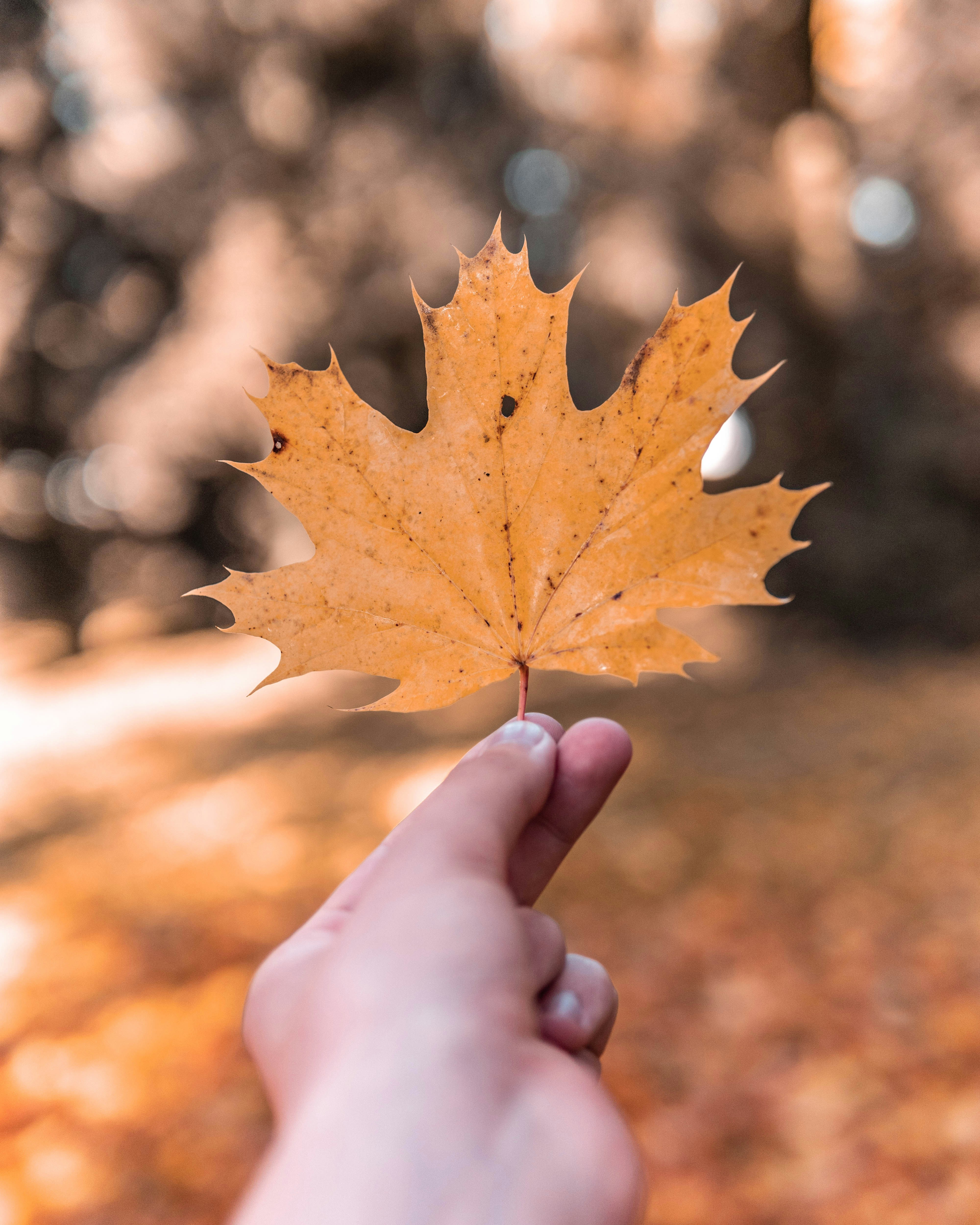 woman holding maple leaf