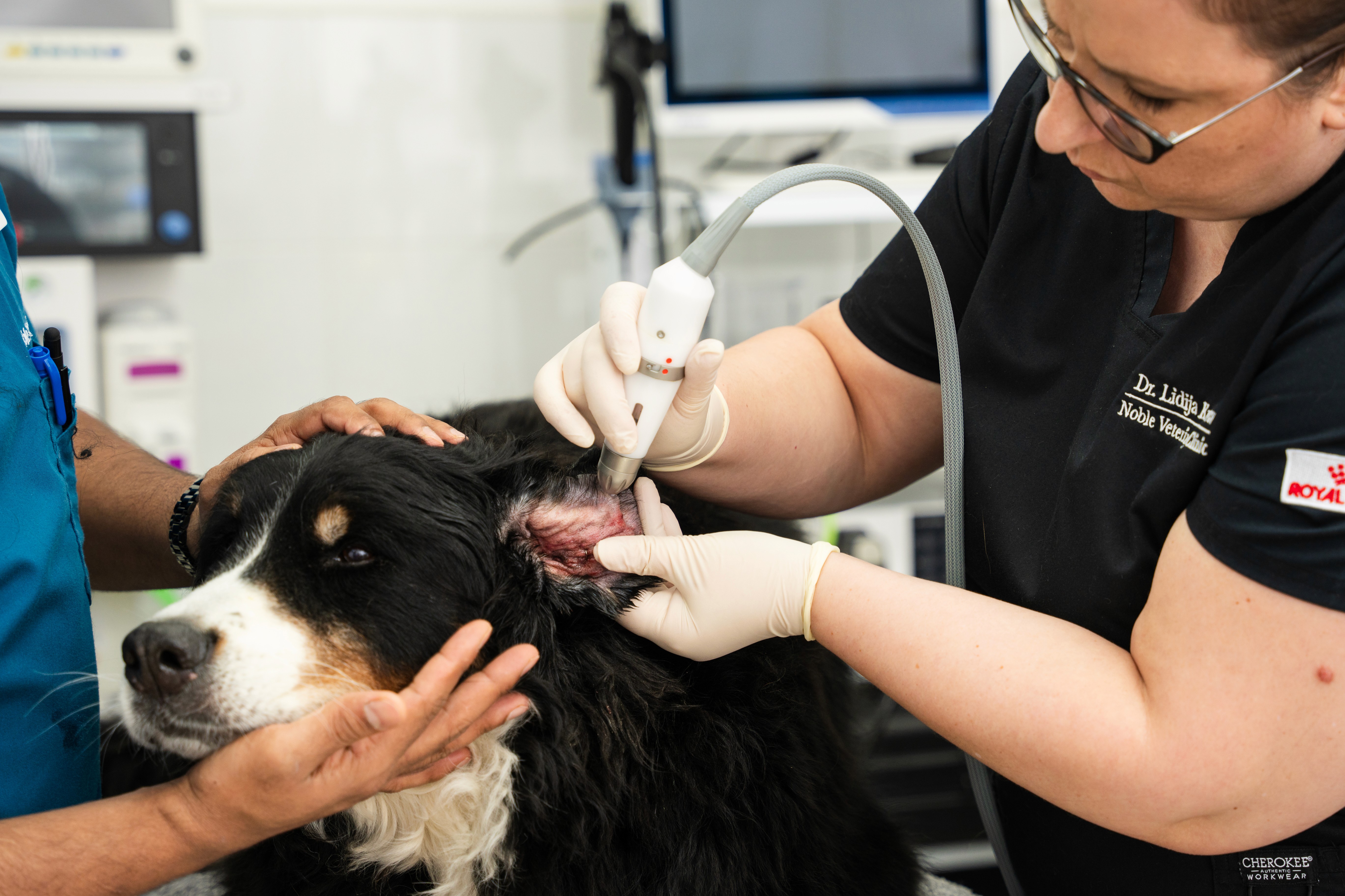 How to Treat Dog Ear Infections?