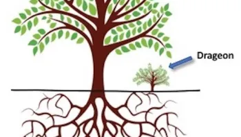 drageon