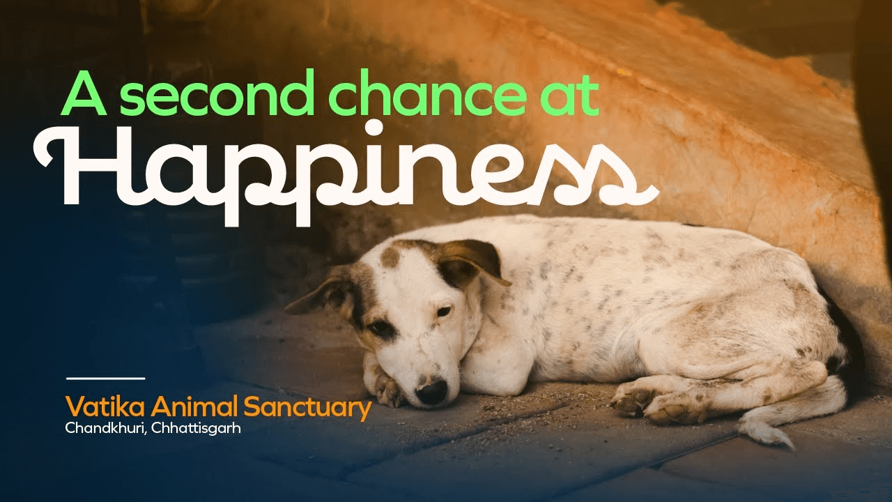 Rescued dog resting at Vatika Animal Sanctuary, representing a second chance at life