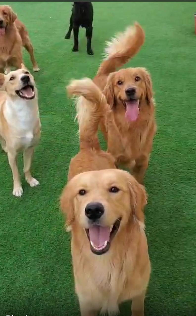 google review for doggy doggy home daycare