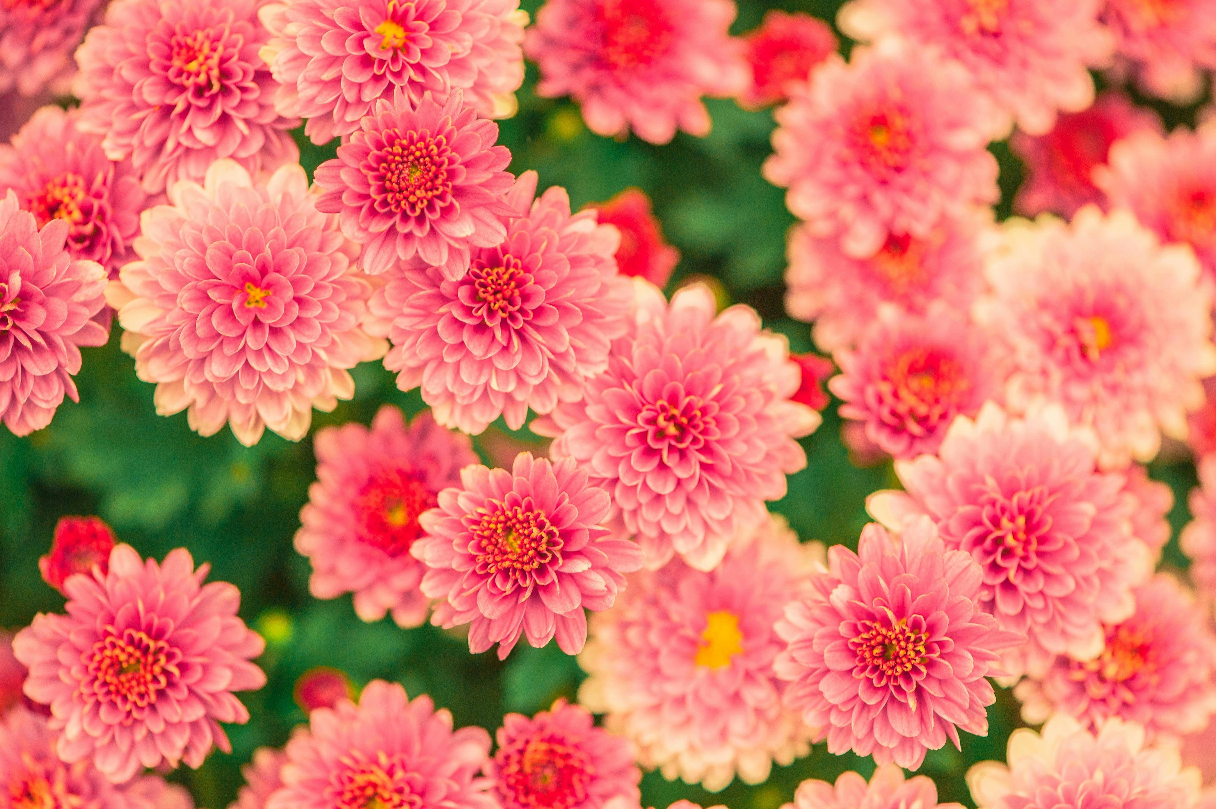 Chrysanthemums